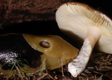 Columbianus ariolimax and Rusulla sp.