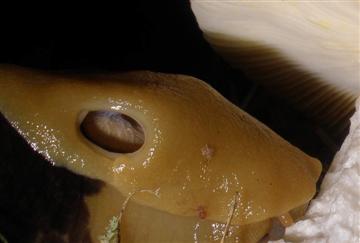 Columbianus ariolimax and Rusulla sp.