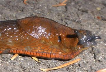 European Black Slug