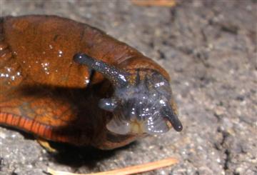 European Black Slug