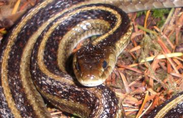 Garter Snake