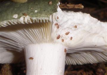 Rusulla and bugs