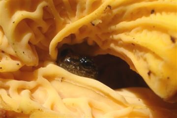 Skink