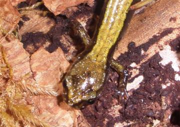 Skink