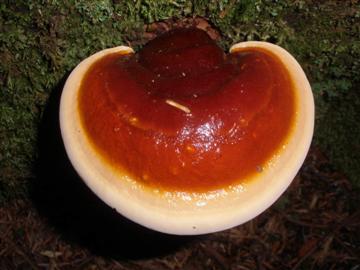 Ganoderma oregonense