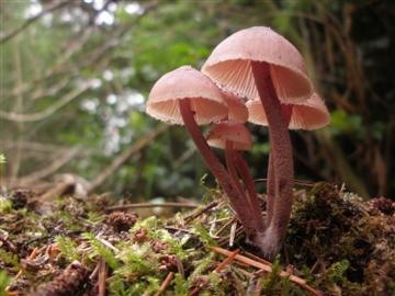 Mycena haemaotopus