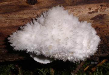 Postia ptychogaster