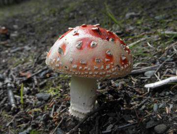 �Amanita muscaria