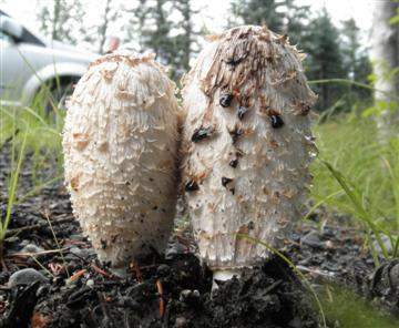 Coprinus comatus