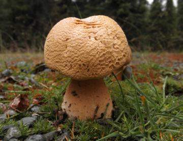 Phaeolepiota aurea