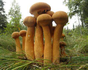 Phaeolepiota aurea