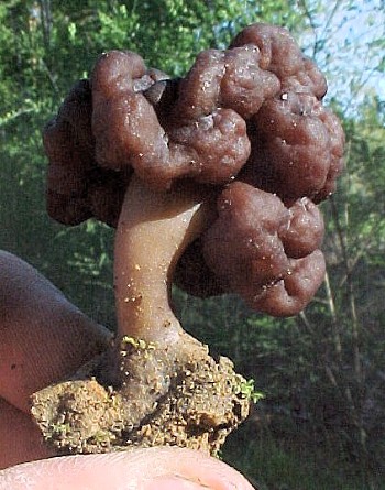 Gyromitra&nbsp;esculenta