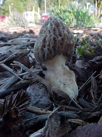Morchella elata