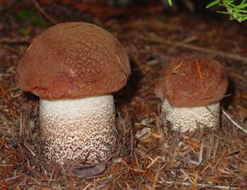Leccinum manzanitae