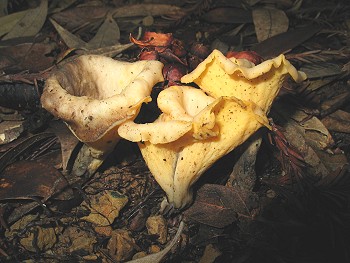 Albino Trumpets, Craterellus&nbsp;konradii