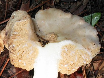 Arcangeliella crassa