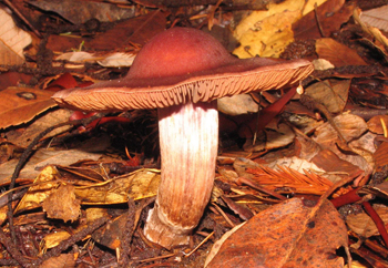 Cortinarius sp.
