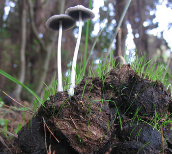Coprinus sp.