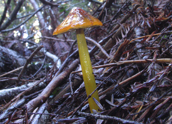 Hygrocybe&nbsp;conica