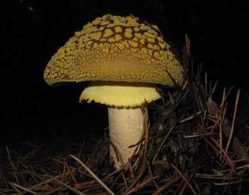 Amanita franchetii