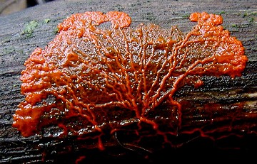 Physarum roseum