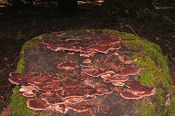 &nbsp;Fomitopsis cajenderi