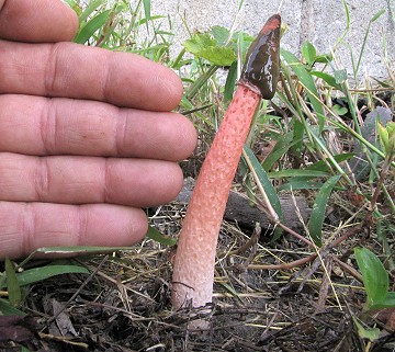 Mutinus caninus