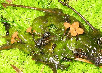 Sclerotinia veratri