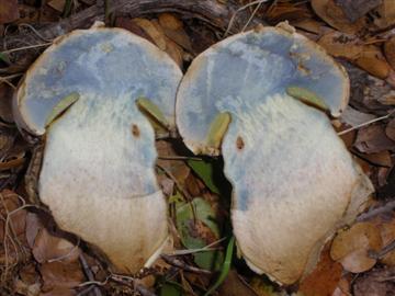 Boletus marshii