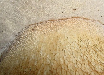 Boletus edulis
