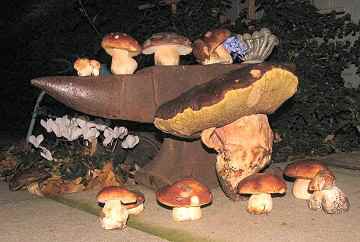 Boletus aereus