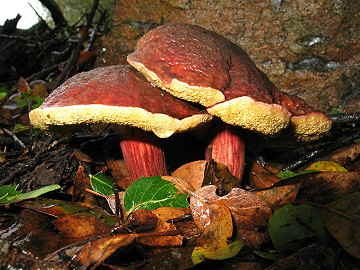 Boletus zelleri