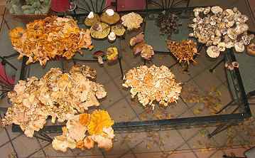 Some of a recent find at home