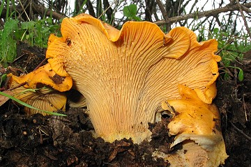 Cantharellus californicus