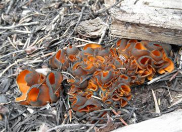 Caloscypha fulgens