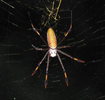 Golden Thread Spider
