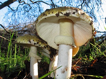 Amanita phalloides