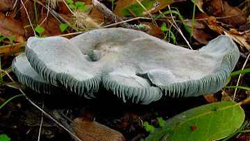 Clitocybe odora