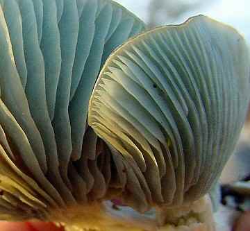 Clitocybe odora