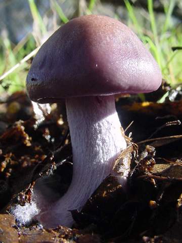 Clitocybe nuda
