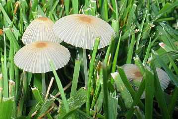 Coprinus sp.