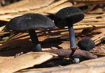 Cortinarius violaceus