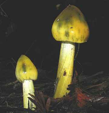 Hygrocybe conica