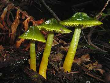 Hygrocybe psittacina