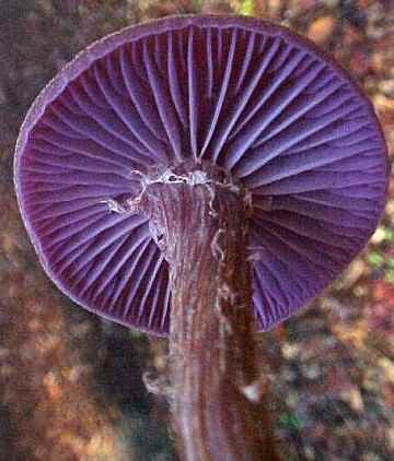 Laccaria amesthysteo-occidentalis