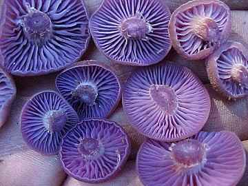 Laccaria amesthysteo-occidentalis