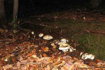 Armillaria ponderosa
