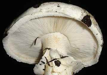 Armillaria ponderosa