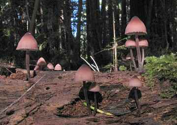 Mycena sp.
