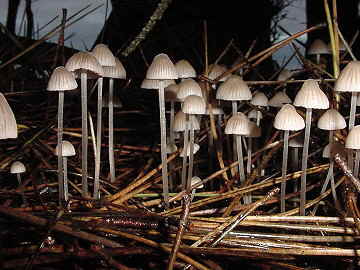 Mycena sp.